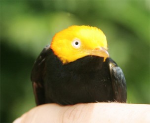 Male Golden-Headed Manakin (Photo by Jake Bicknell) 