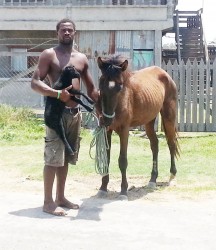 Cassius, a resident of Rising Sun,  was snapped while making his way  home with his lamb and horse