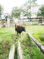 The cow in the photo notwithstanding, this is a poultry farm  at the back of De Kinderen