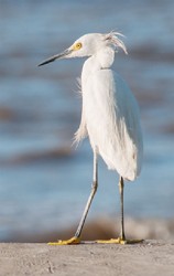 Snowy Egret (Photo by Andrew M Snyder) 