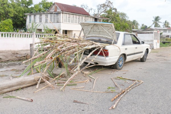 Cane juice anyone? A car loaded with sugar cane along the East Coast Demerara main road at Beterverwagting yesterday. (Photo by Arian Browne)