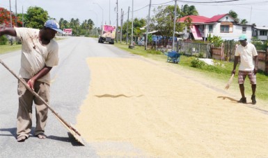 Davidson and a relative, Garfield Nicholson drying paddy on the roadway 