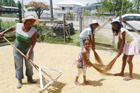 Patricia (left) and her daughter, Tricia (right) along
with two cousins, drying paddy in the yard