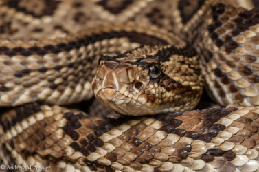 Rupununi Rattlesnake (Photo by Andrew Snyder) 