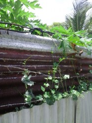 The patched wire that hung on the fence where Satyanand Balkaran was electrocuted.