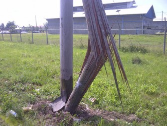 John Teixeira, 70, died after crashing into this utility pole along the Diamond Access Road yesterday morning. 