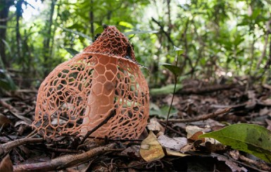 Stinkhorn mushroom  (Photo by Andrew Snyder)