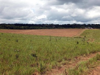 VIASPACE Inc’s Giant King Grass propagation nursery site in tropical savanna grassland adjacent to the rain forest in Guyana. (VIASPACE photo) 