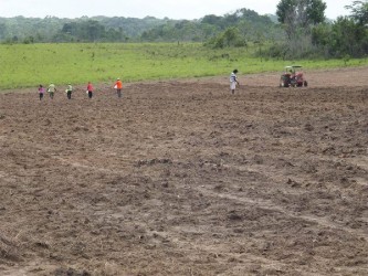 Planting Giant King Grass by hand in the intermediate savannahs on April 16. (VIASPACE photo)