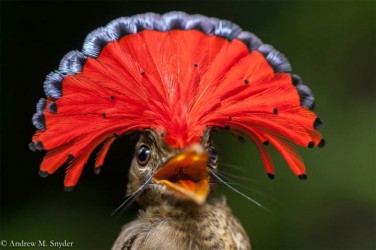 Andrew Snyder won ‘Photograph of the Day’ from National Geographic with this photo.