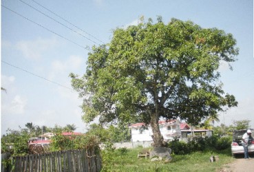 The mango tree that separates Philadelphia from Barnwell