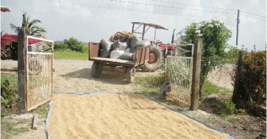 Paddy drying in the sun in Bhiju Jaikaran’s yard