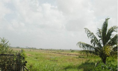 A rice field 