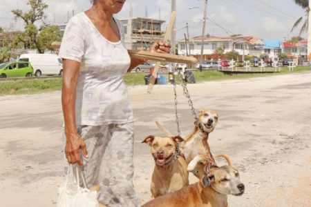 All the protection she needs: A woman walking her dogs along Albert Street yesterday. (Photo by Arian Browne)