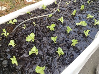 Lettuce planted in charcoal