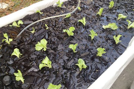 Lettuce planted in charcoal