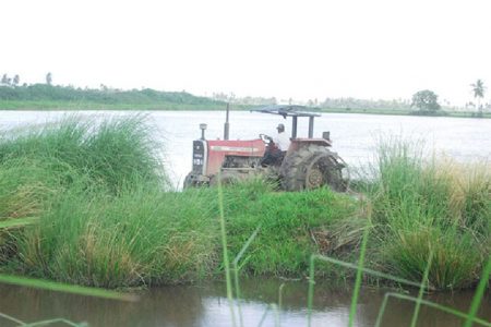 Preparing an Essequibo rice field for cultivation