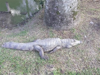  A caiman lazing around on a hot day