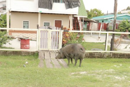 Hello! Inside! This huge pig seemed about to visit this home at La Bonne Intention, East Coast Demerara yesterday. (Photo by Arian Browne)
