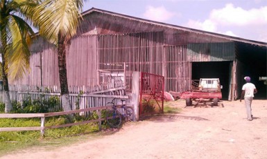 A section of the canefield