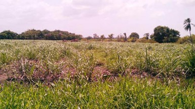 A section of the canefield