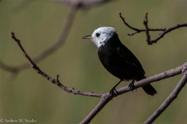 White Headed Marsh Tyrant (Photo by Andrew Snyder) 