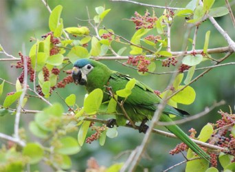 Red-shouldered Macaw (Photo by Matt Hallett)