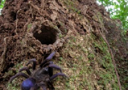One of the newly discovered species of spider (WWF photo)
