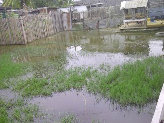 Chowcoomarie Heralall’s yard is waterlogged although there has been no rain