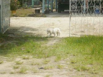 Going for a walk