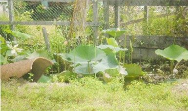 Water lilies in a trench