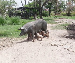 A pig and her  suckling piglets