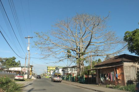 This huge tree on D’Urban Street has shed all of its leaves