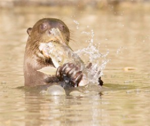 Giant River Otter (Photo by Graham Watkins)