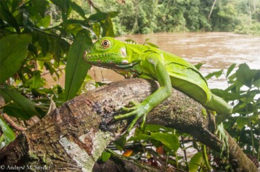 A juvenile green Iguana perched above a muddy creek. (Photo by Andrew Snyder)