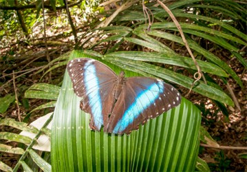 Morpho Butterfly (Photo by Andrew M. Snyder) 