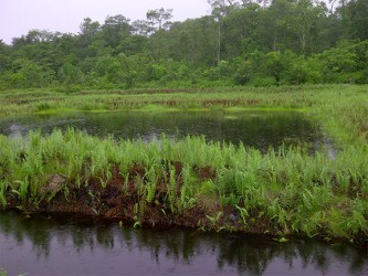 One of the Hassar fish ponds at the front of Tobago Hill 