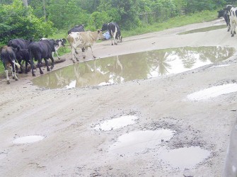 This is what the Bartica-Potaro Road generally looks like