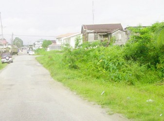 A roadside overtaken by vegetation