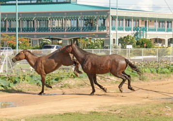 These horses burst their restraints outside of the Caricom HQ at Liliendaal on the Railway Embankment.