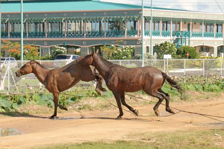 These horses burst their restraints outside of the Caricom HQ at Liliendaal on the Railway Embankment.