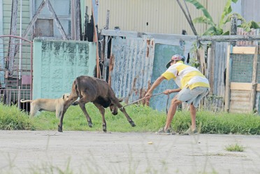 Wrestling with a calf yesterday on Independence Boulevard, Albouystown.