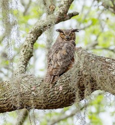  Great Horned Owl (Photo by Andrew Snyder)