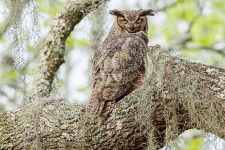  Great Horned Owl (Photo by Andrew Snyder)