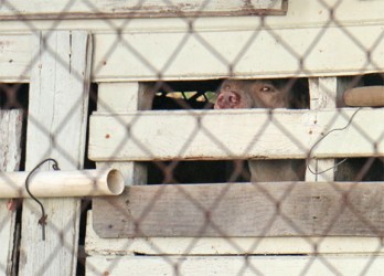 One of the pit bulls following the attack