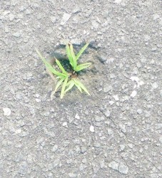 Grass was seen growing put of a hole made in the tarmac during a previous event