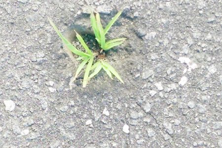Grass was seen growing put of a hole made in the tarmac during a previous event