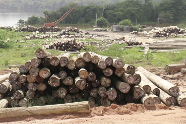 A view of Vaitarna’s log yard.