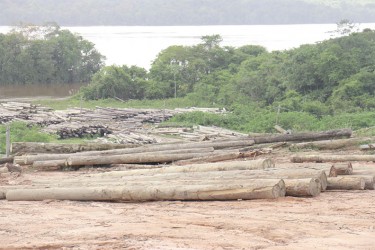 Logs in another section of Vaitarna’s log yard at Wineperu. 