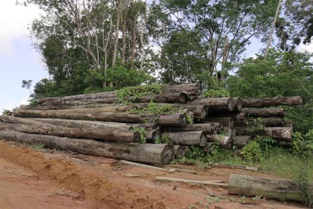 Vines have begun to grow over a pile –one of several- of unwanted logs at Vaitarna’s Wineperu concession. These logs have been lying there for months.   